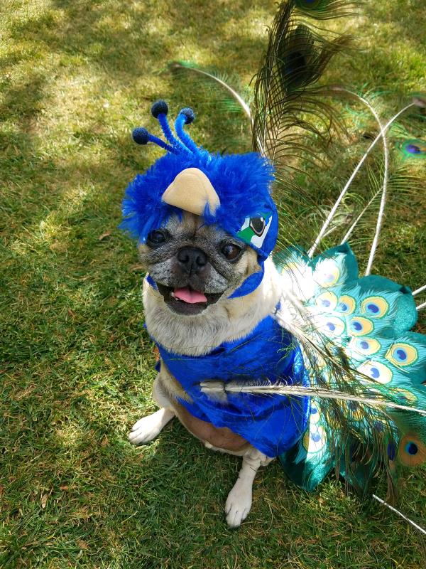 /Images/uploads/PUG NATION RESCUE OF LOS ANGELES/pugnationcalendar/entries/2384.jpg